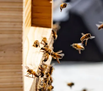 There's a Buzz About Town! 16 Aug