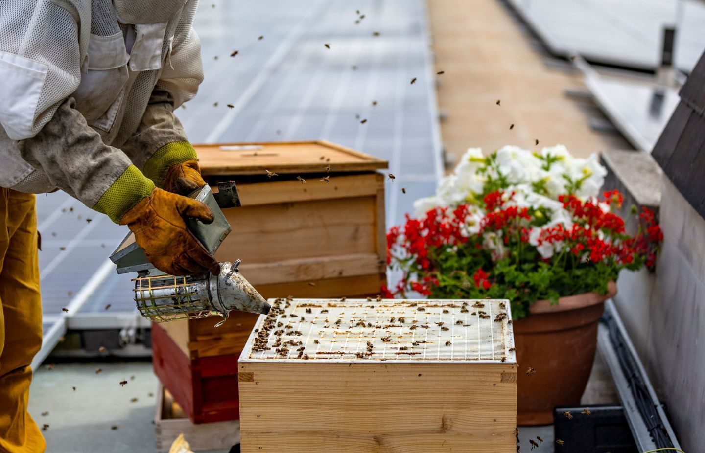 Blog-Theres-A-Buzz-About-Town-PCS-Union-Bee-Hives-World-Honey-Bee-Day-1