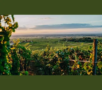 World of Wine Tasting: Alsace 28 Apr