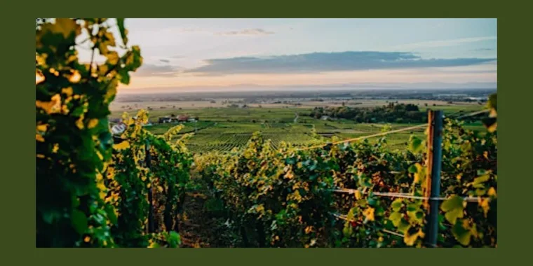 World of Wine Tasting: Alsace 28 Apr